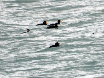 クロガモ 宮城県 鳥の海 2022年11月29日(火)