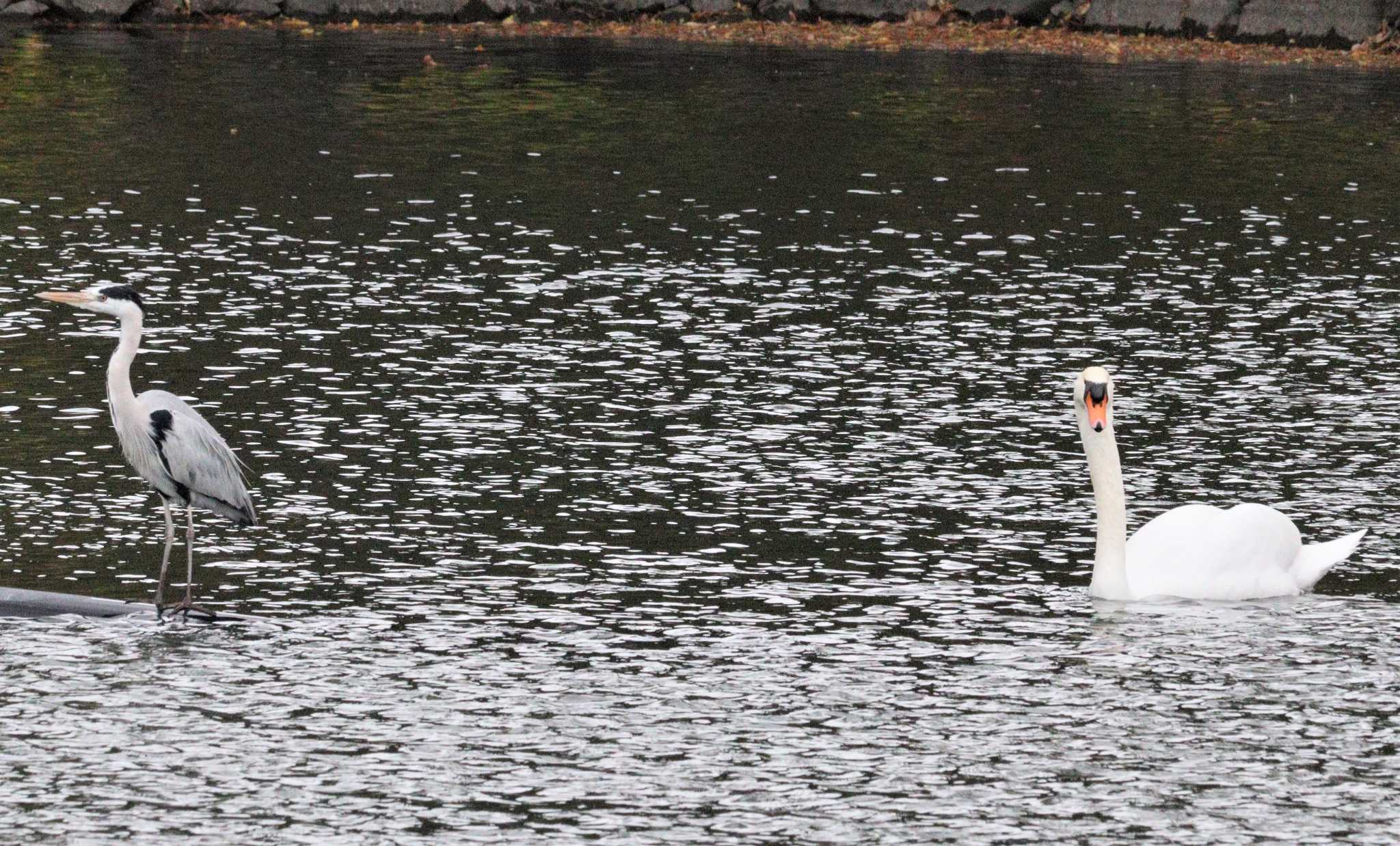 Mute Swan