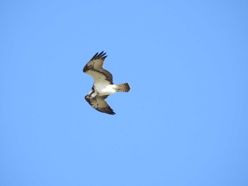 Sun, 2/4/2018 Birding report at 兵庫県稲美町