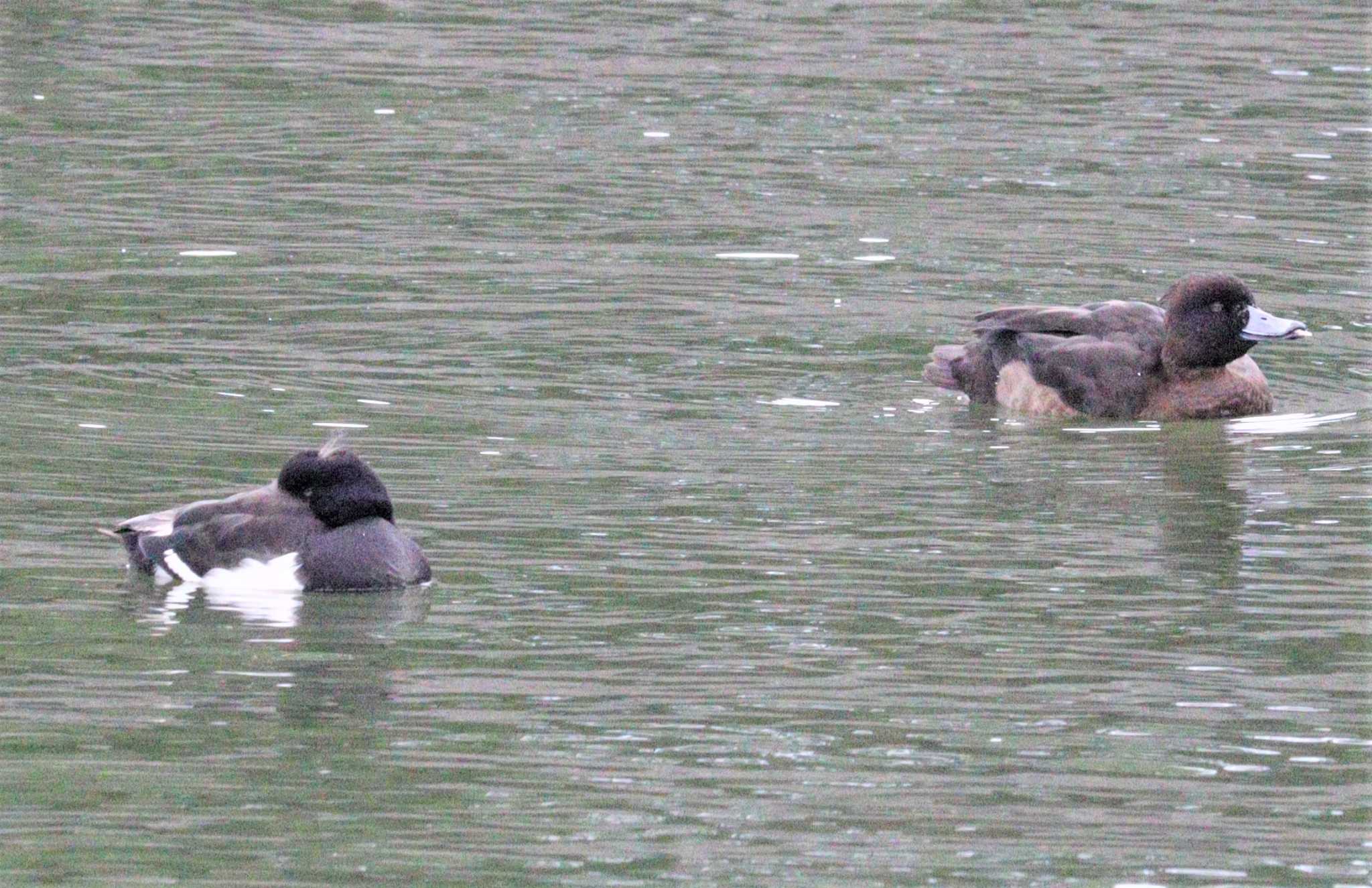 Greater Scaup