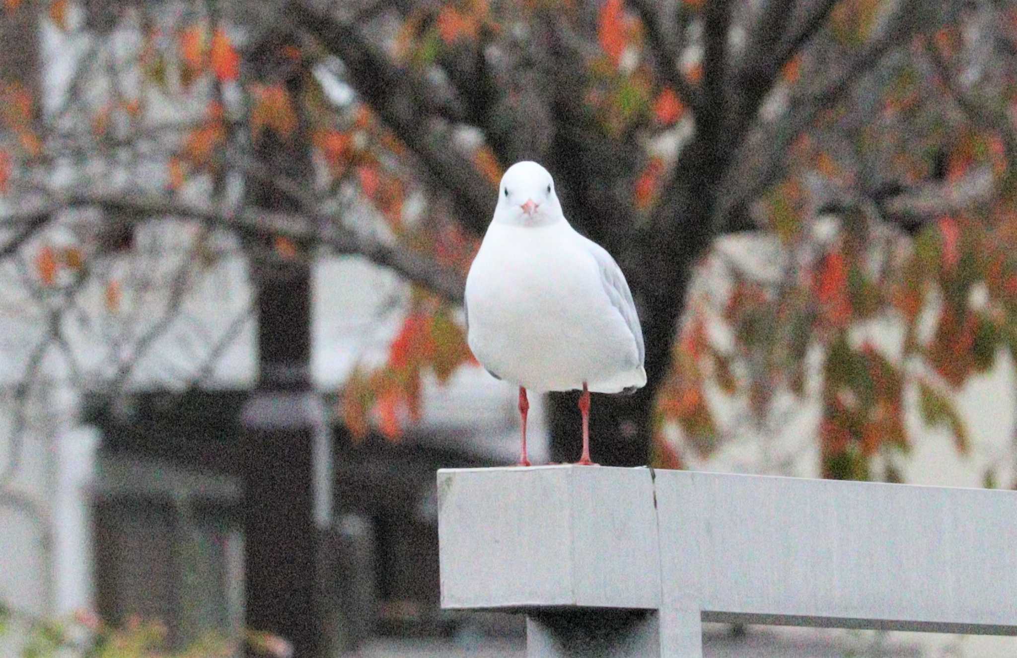 ユリカモメ