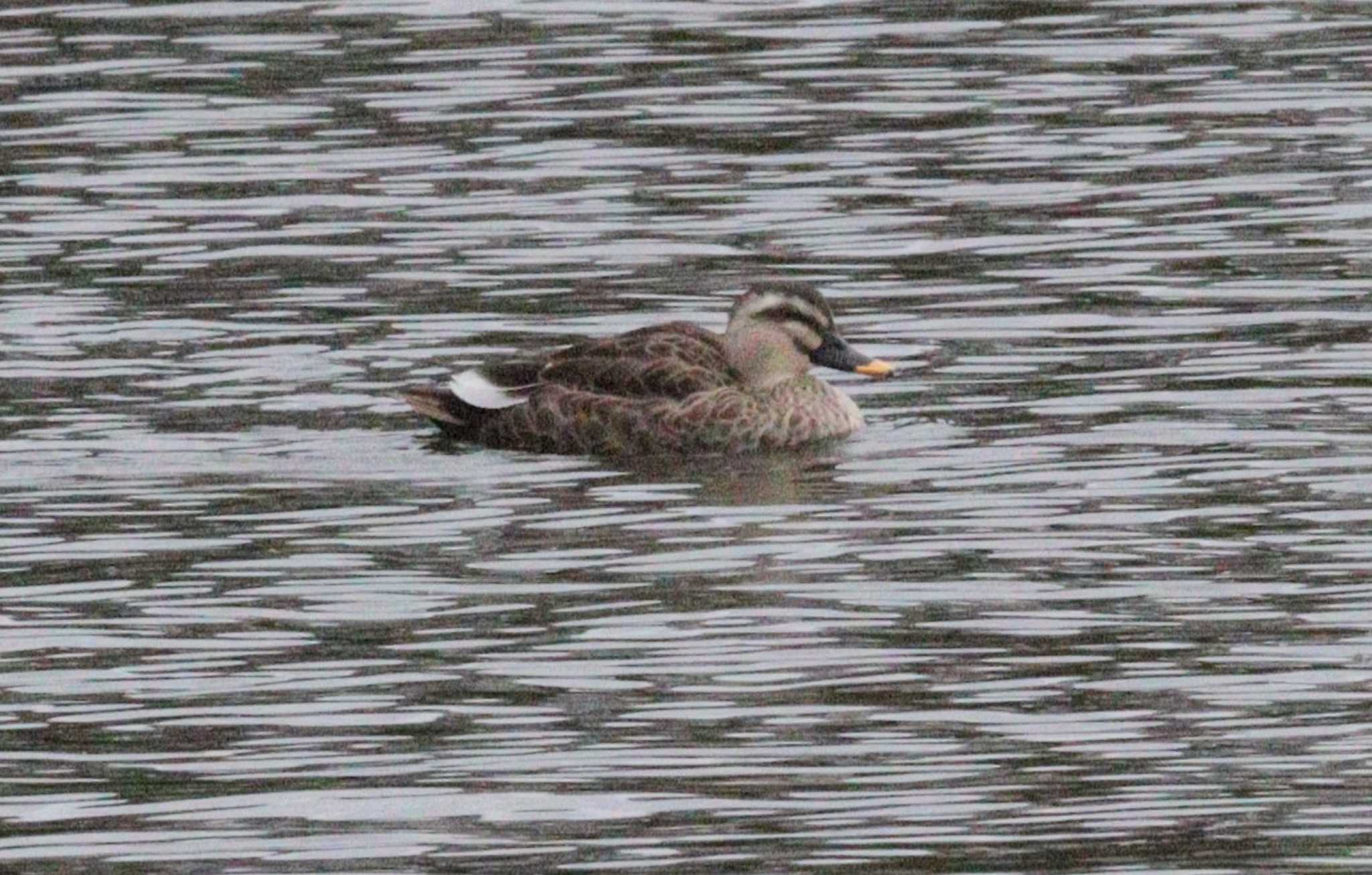 Eastern Spot-billed Duck