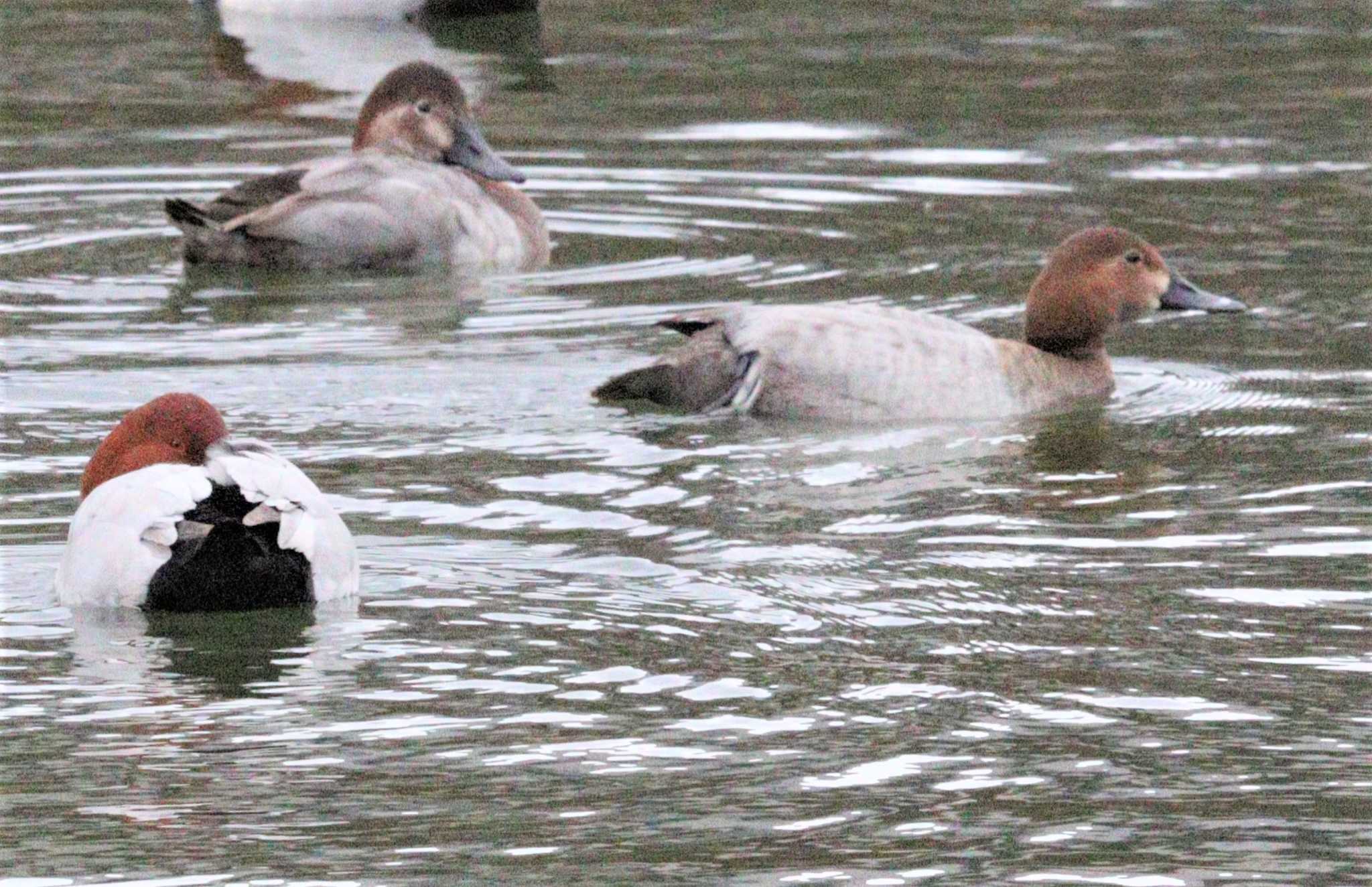 Common Pochard