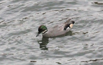 2022年11月30日(水) 名城公園の野鳥観察記録