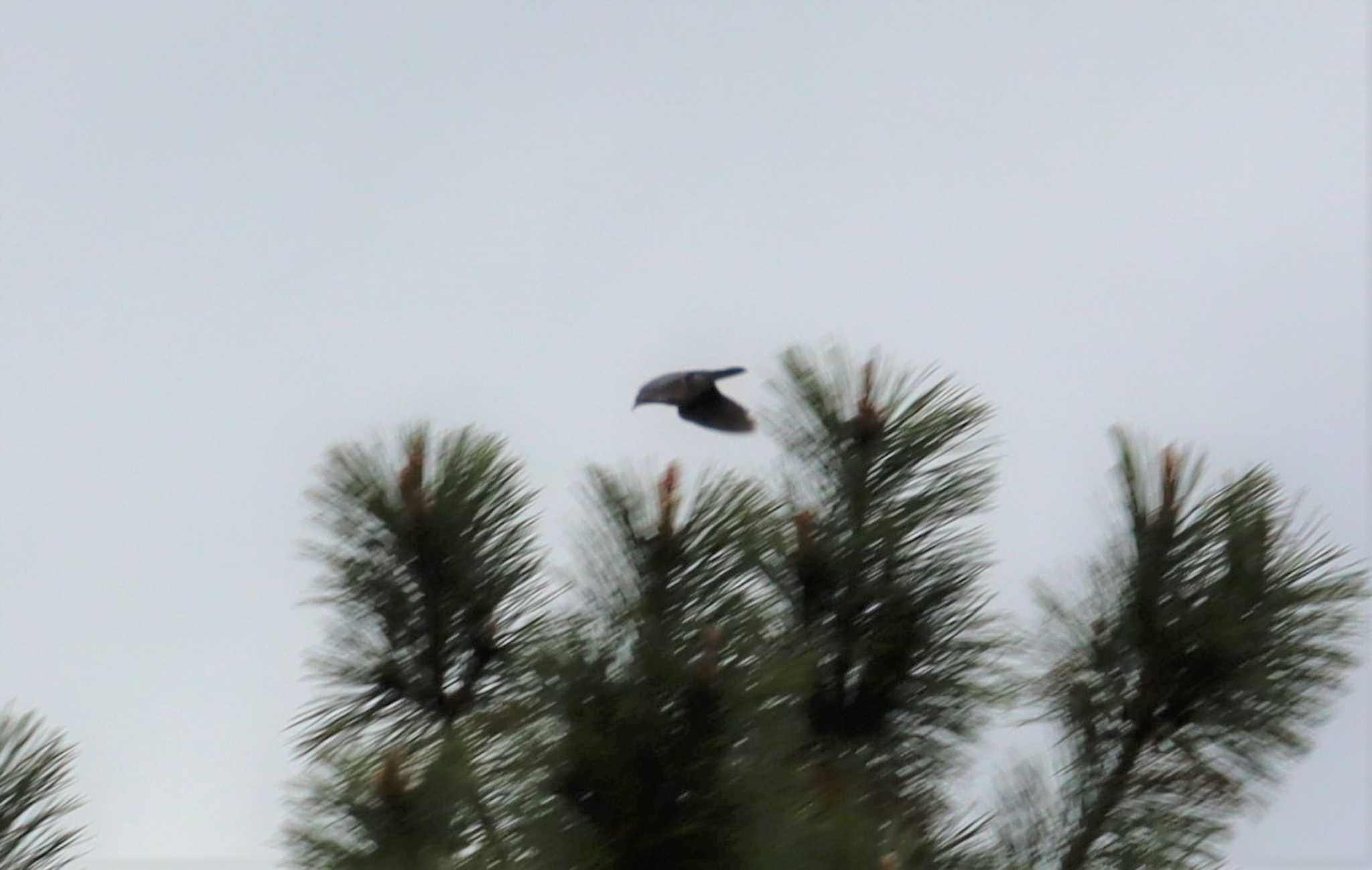 Eurasian Goshawk