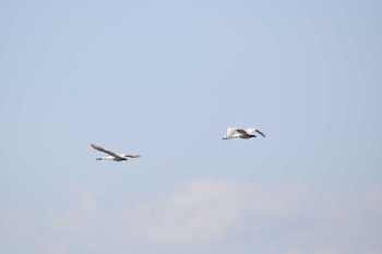 Tundra Swan(columbianus) Izunuma Sun, 11/27/2022