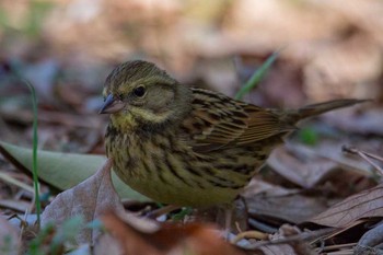 Masked Bunting Kasai Rinkai Park Fri, 3/2/2018