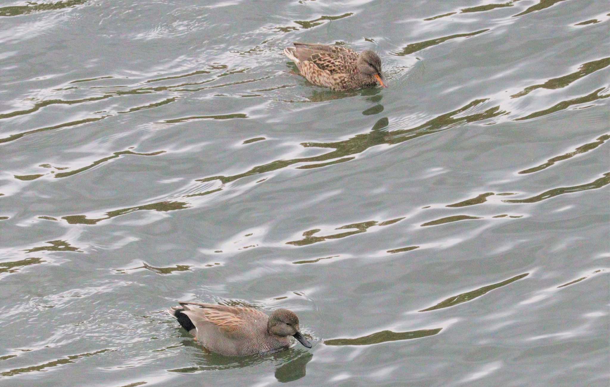 Gadwall