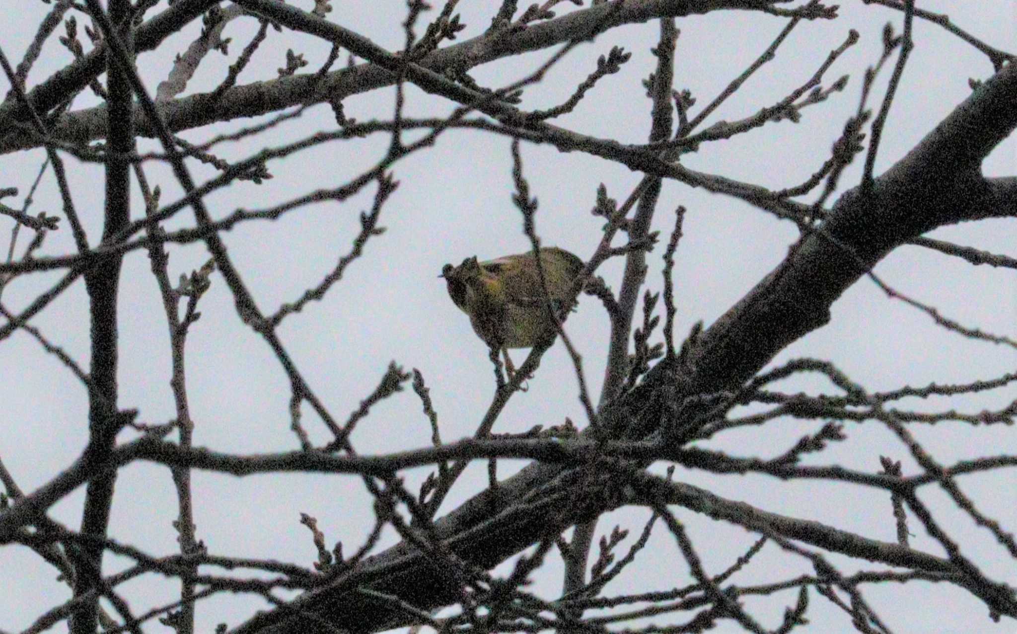 Grey-capped Greenfinch