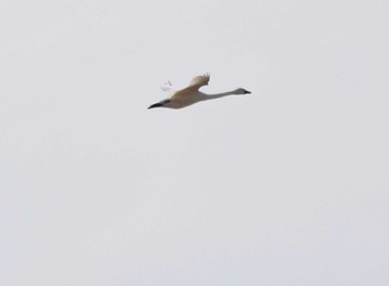 Tundra Swan(columbianus) Izunuma Sun, 11/27/2022