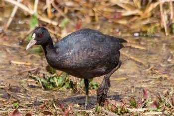 オオバン 葛西臨海公園 2018年3月2日(金)