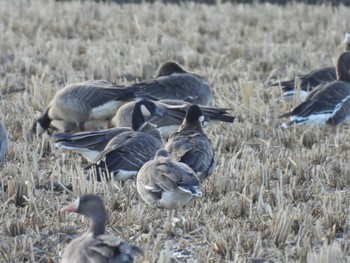 Cackling Goose Kabukuri Pond Sun, 11/27/2022