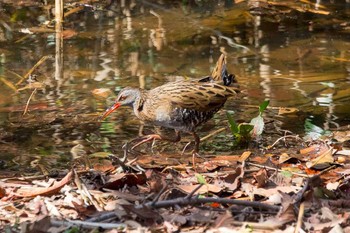 Brown-cheeked Rail Kasai Rinkai Park Fri, 3/2/2018