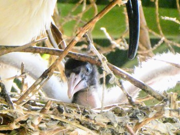 Australian White Ibis Royal Botanic Gardens Sydney Tue, 11/29/2022