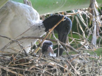 Australian White Ibis Royal Botanic Gardens Sydney Tue, 11/29/2022