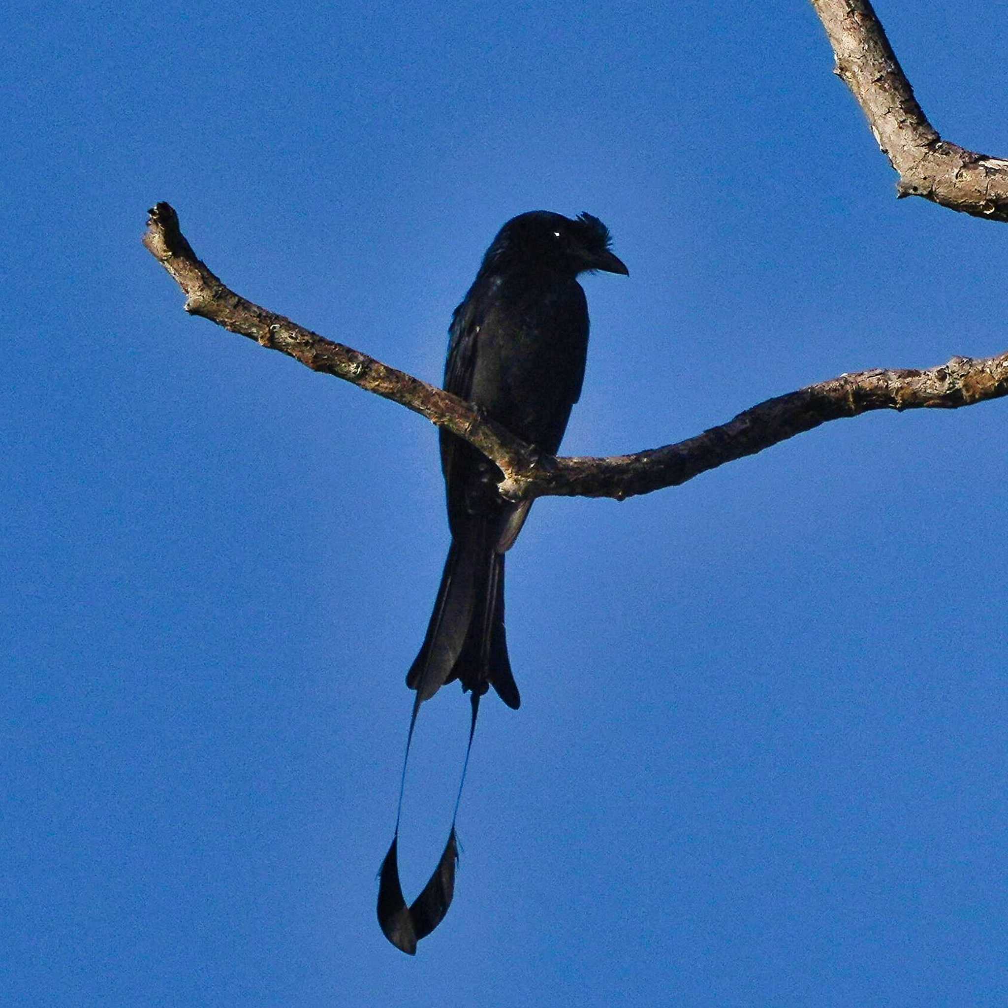 Khao Mai Keao Reservation Park カザリオウチュウの写真 by span265