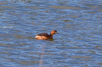 Little Grebe Kasai Rinkai Park Fri, 3/2/2018