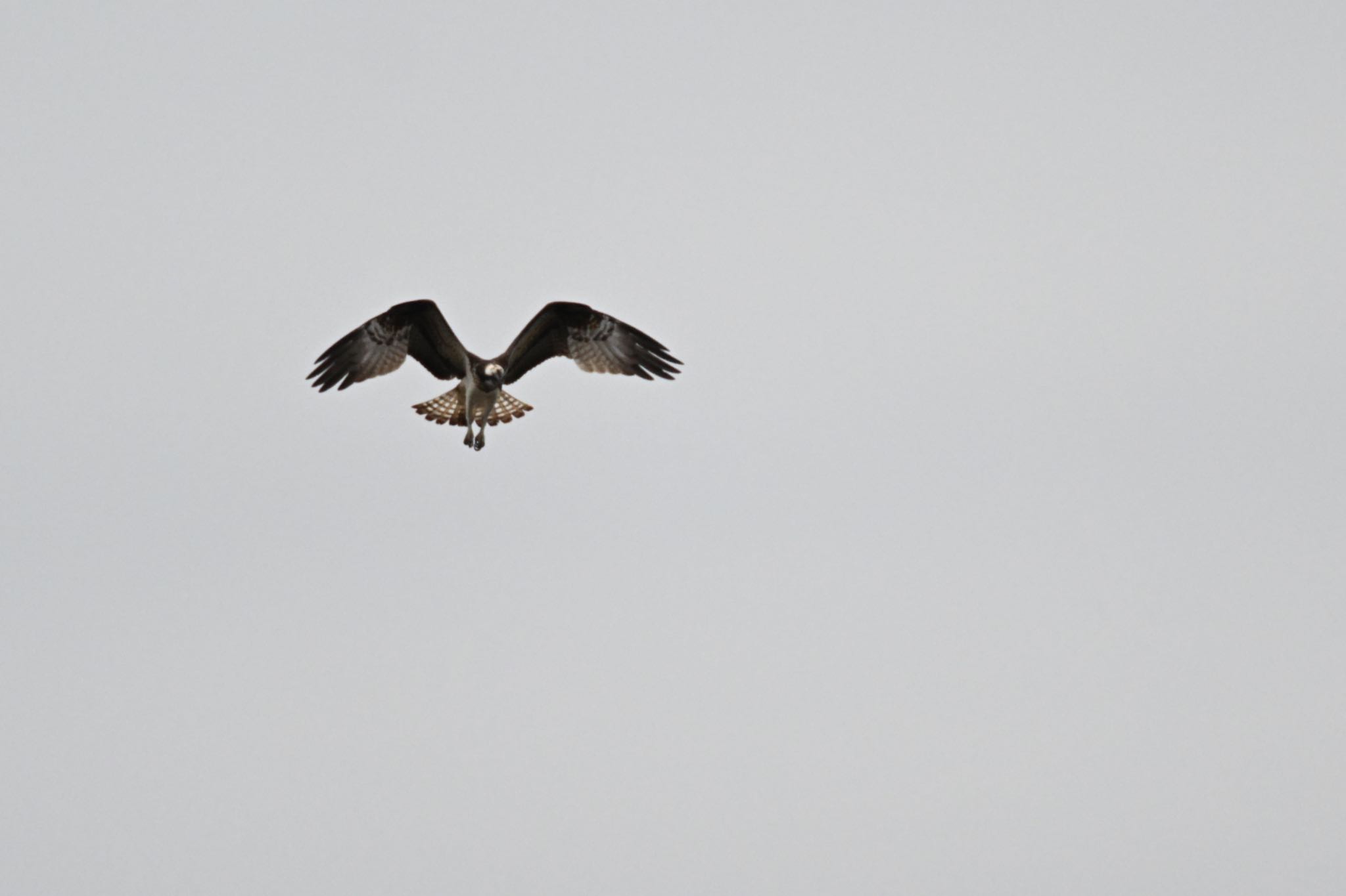 多摩川 ミサゴの写真 by Osprey