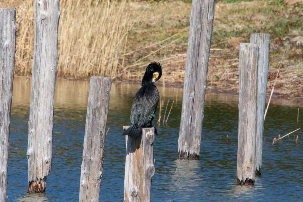 Photo of Great Cormorant at Kasai Rinkai Park by たかとん