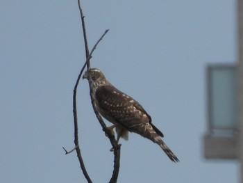 Eurasian Goshawk 多摩川 Sat, 10/15/2022