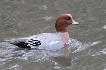 Unknown Species 平塚市渋田川 Thu, 12/1/2022