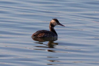 Great Crested Grebe Kasai Rinkai Park Fri, 3/2/2018