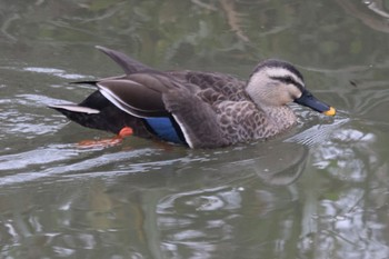 Unknown Species 平塚市渋田川 Thu, 12/1/2022