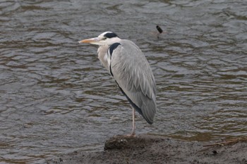 Unknown Species 平塚市渋田川 Thu, 12/1/2022