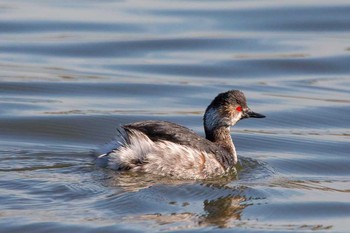 Black-necked Grebe Kasai Rinkai Park Fri, 3/2/2018