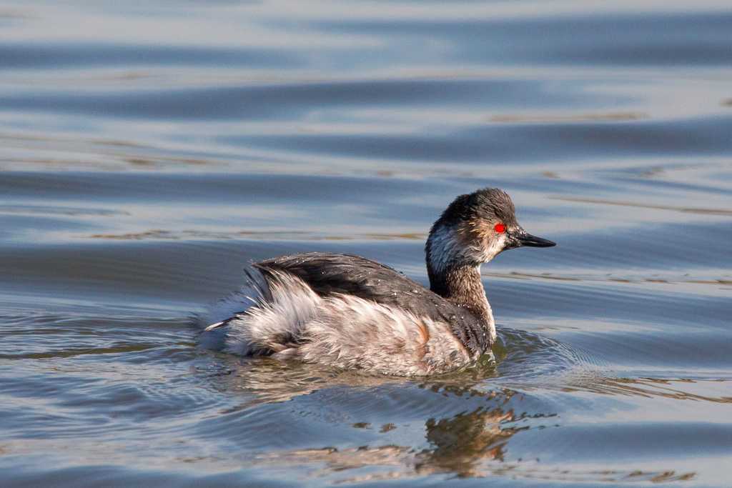 Black-necked Grebe