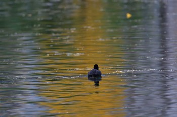 2022年11月30日(水) 皇居の野鳥観察記録