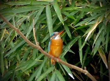 2022年11月30日(水) 鶴ヶ島グリーンパークの野鳥観察記録