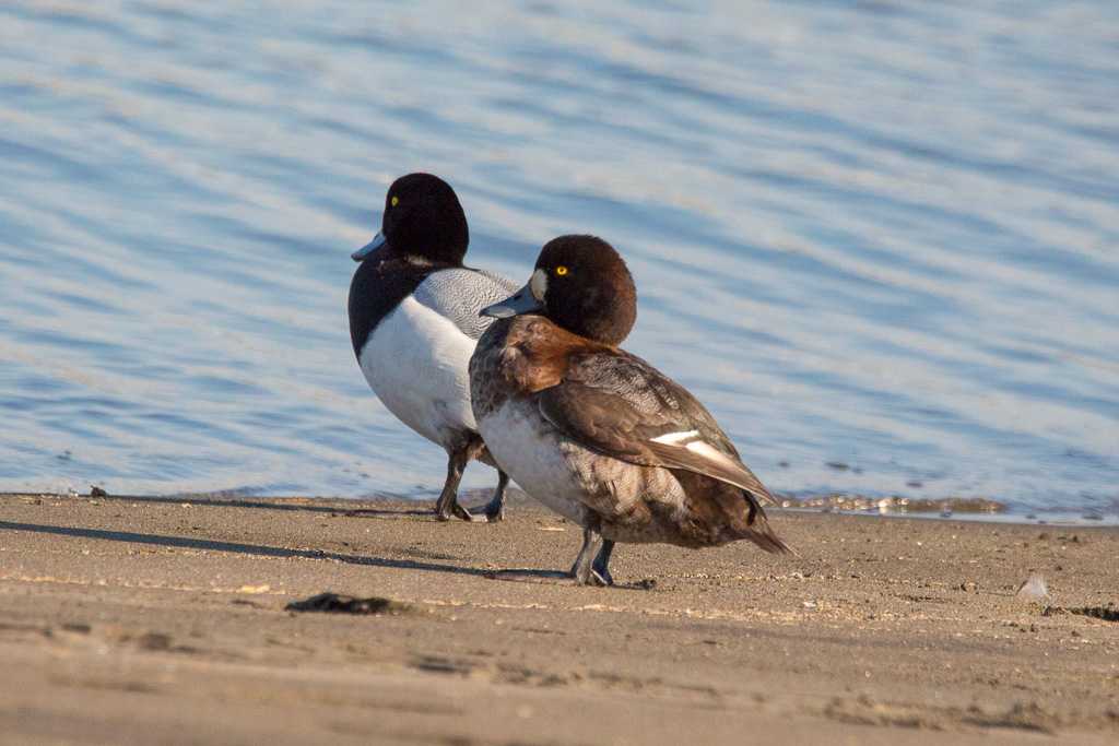 Photo of Greater Scaup at Kasai Rinkai Park by たかとん