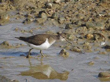 Common Sandpiper 兵庫県稲美町 Sun, 2/4/2018