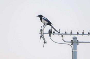 Eurasian Magpie 熊本市坪井川緑地 Mon, 12/17/2018