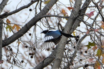 Eurasian Magpie 熊本市坪井川緑地 Mon, 12/17/2018