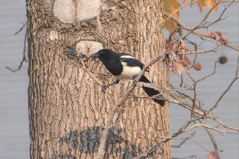 Eurasian Magpie 熊本市坪井川緑地 Mon, 12/17/2018