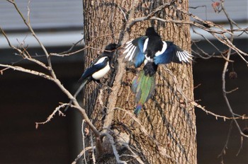 Eurasian Magpie 熊本市坪井川緑地 Mon, 12/17/2018