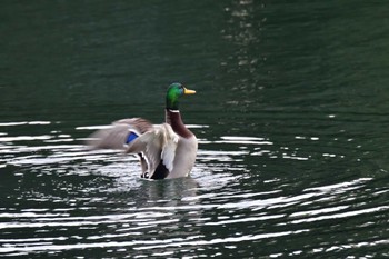 2022年12月1日(木) 長浜公園の野鳥観察記録