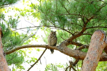 Long-eared Owl 北海道 Sat, 6/25/2022