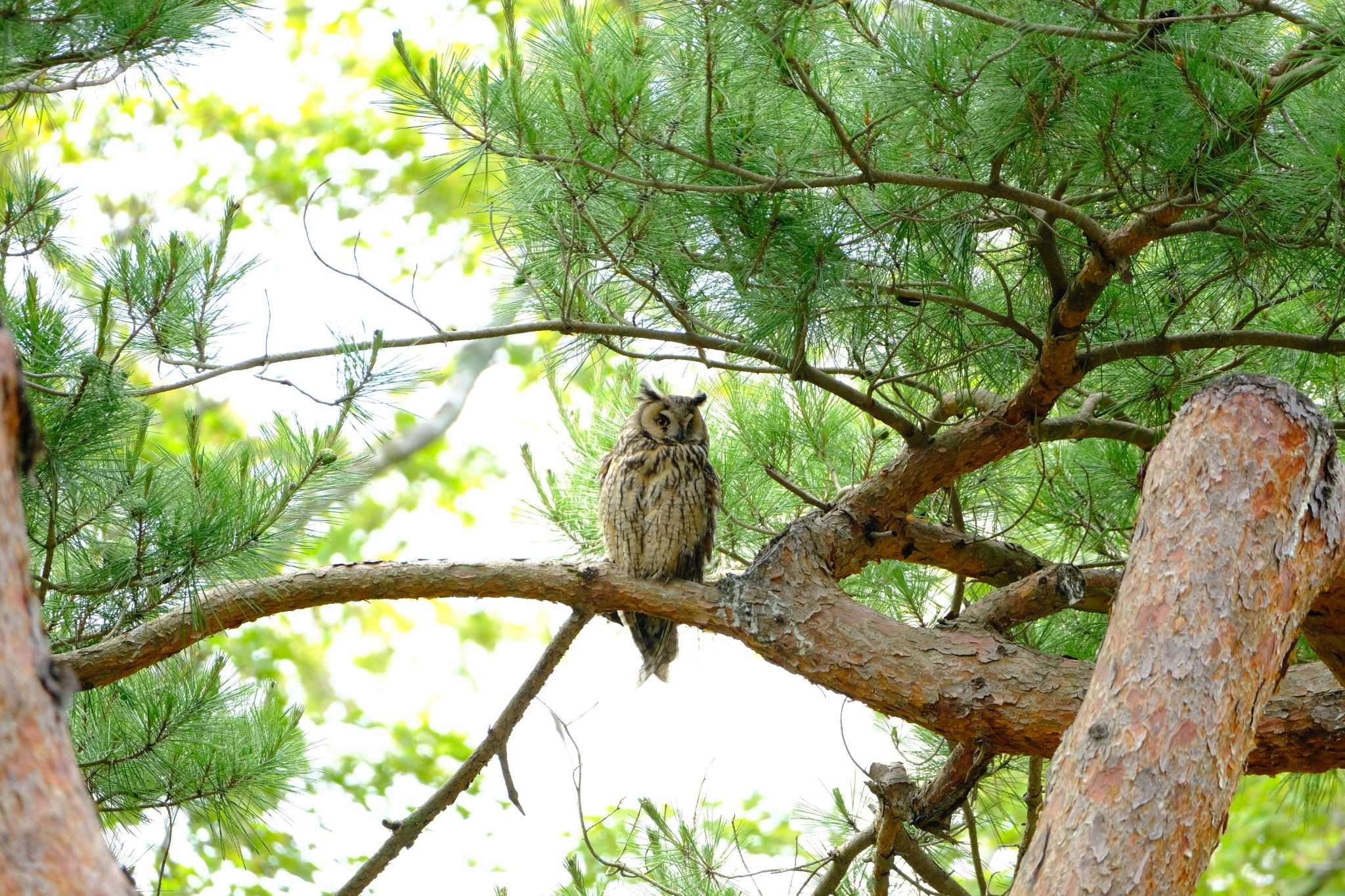 Long-eared Owl