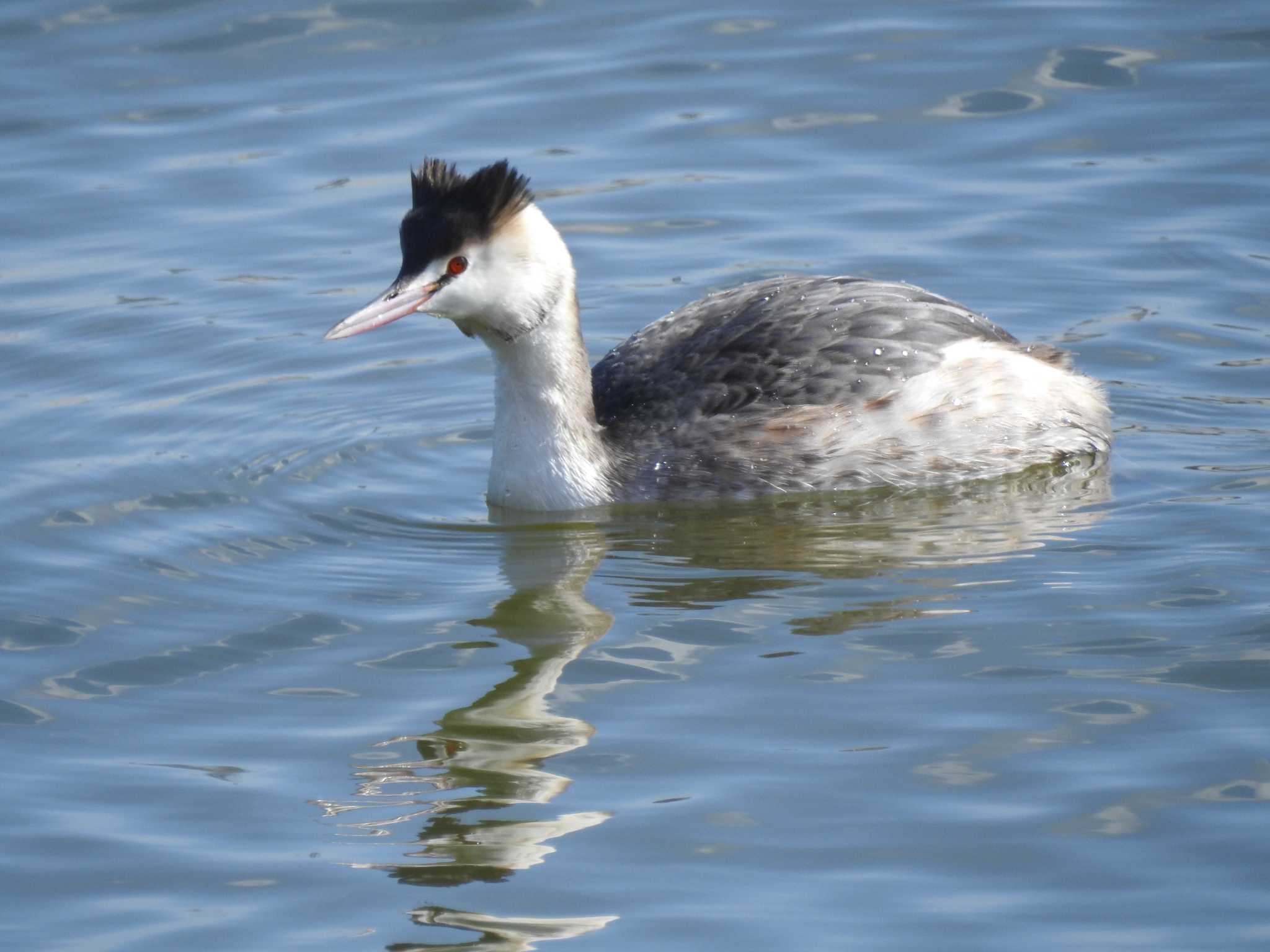 Great Crested Grebe