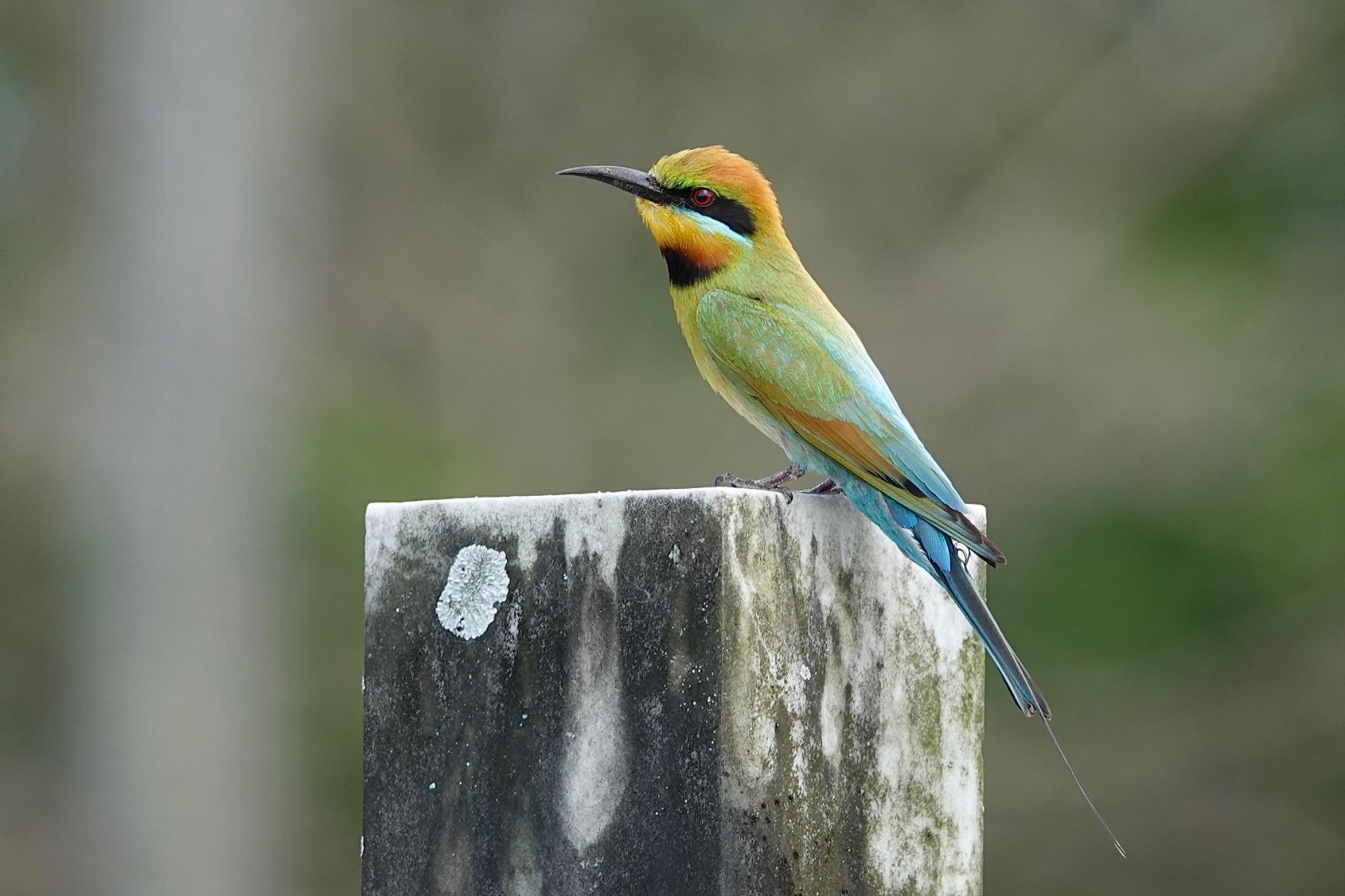 Photo of Rainbow Bee-eater at ケアンズ by のどか