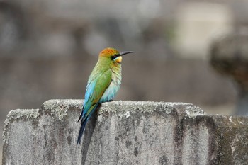 Rainbow Bee-eater ケアンズ Sat, 10/8/2022