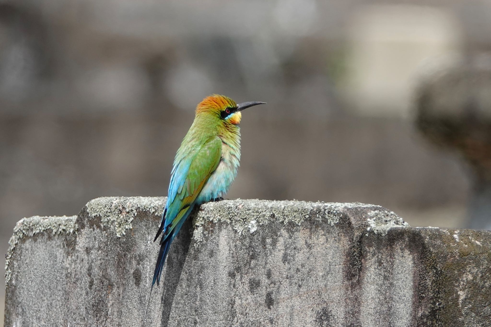 Rainbow Bee-eater