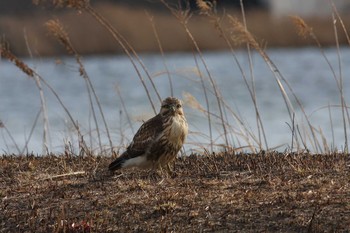 2011年1月16日(日) 五主海岸の野鳥観察記録