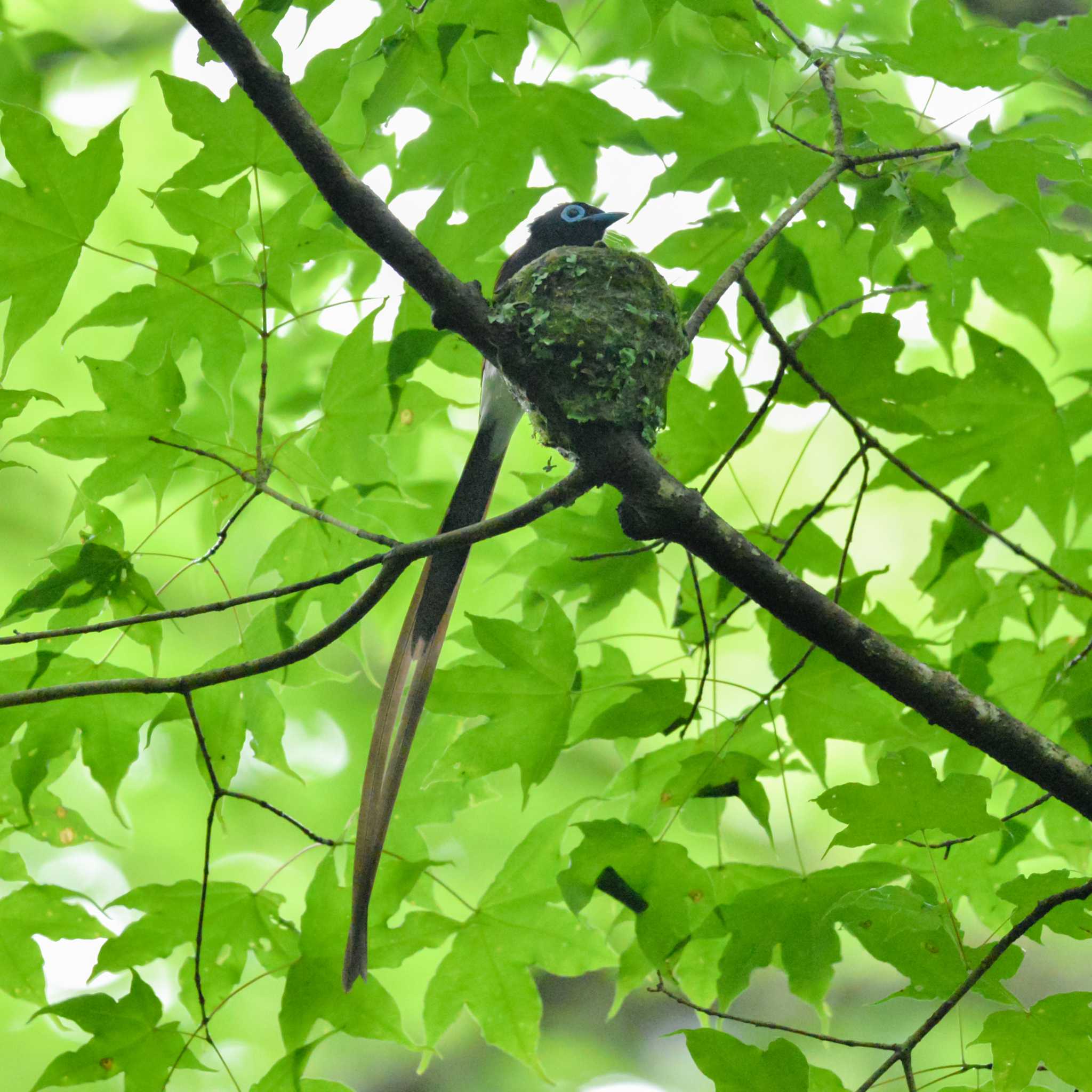 Photo of Black Paradise Flycatcher at 栃木県内 by Yokai