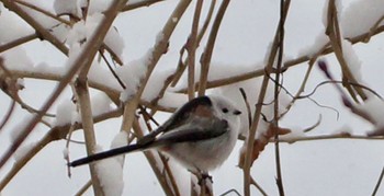 Long-tailed tit(japonicus) Makomanai Park Thu, 12/1/2022