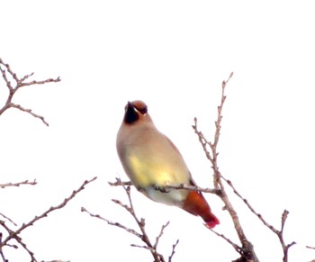 Japanese Waxwing 真駒内 Thu, 12/1/2022