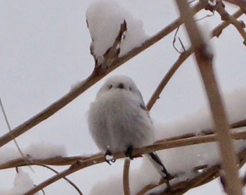 Long-tailed tit(japonicus) Makomanai Park Thu, 12/1/2022